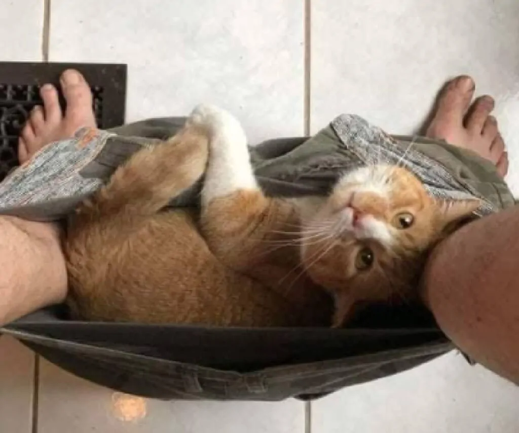 8-foto-di-gatti-che-rendono-il-concetto-di-privacy-in-casa-2-1024x855