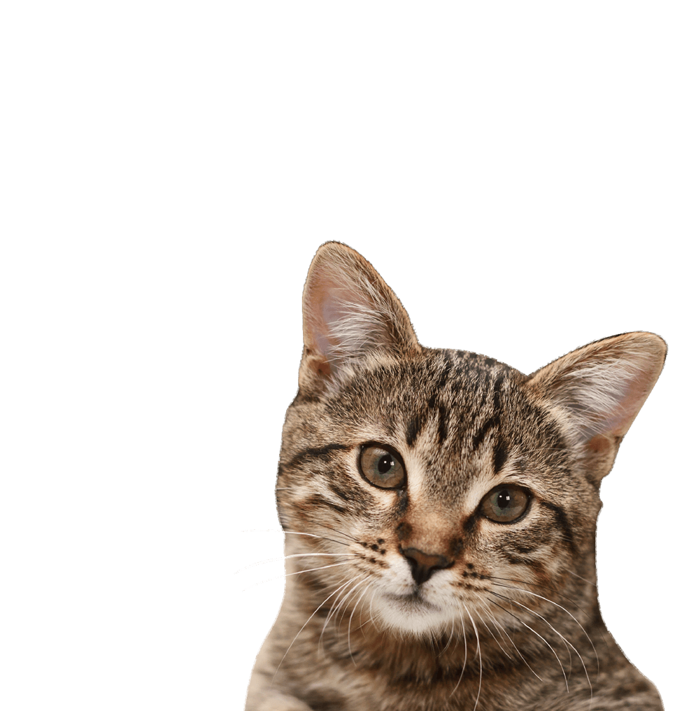 Gatto (1)