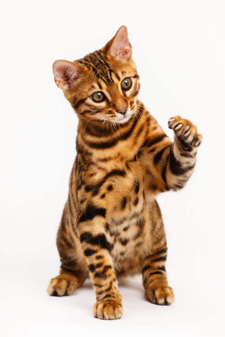 Bengal Cat playing