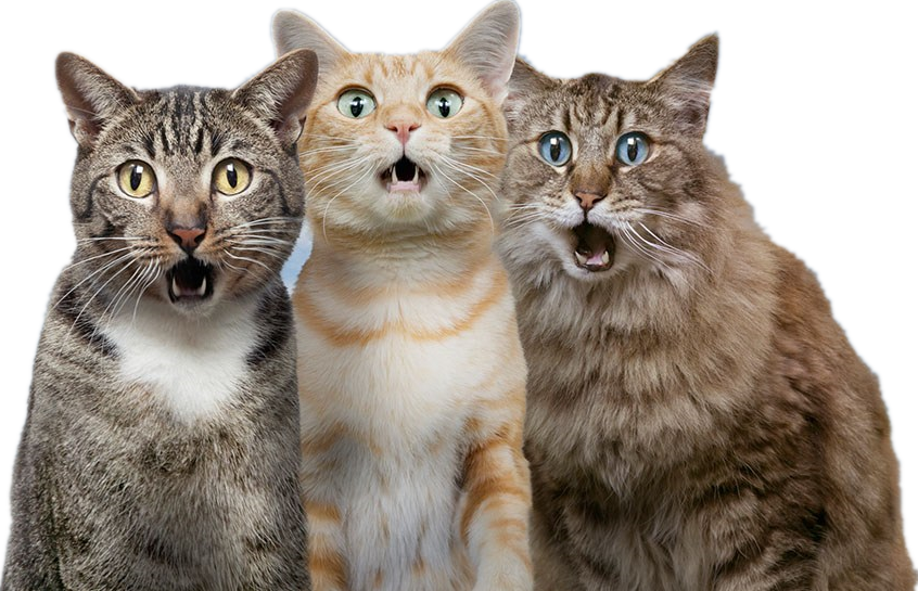 Gatto (3)