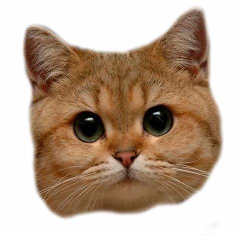 Gatto (5)